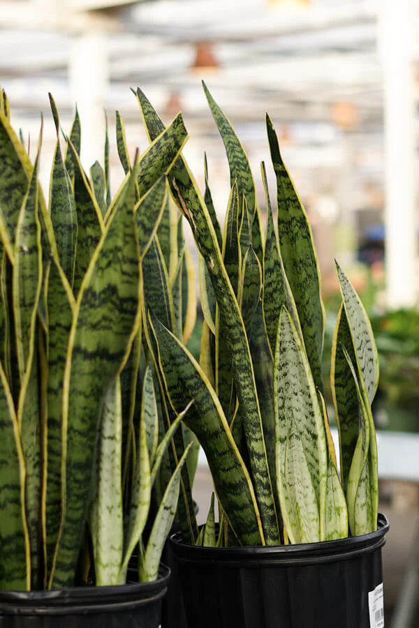 Snake Plant (Botanical Name - Sansevieria Trifasciata)