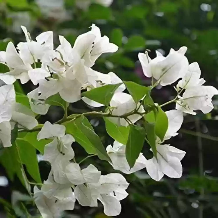 Hybrid Bougainvillea (White) -Flower Plant - Naturemart.online