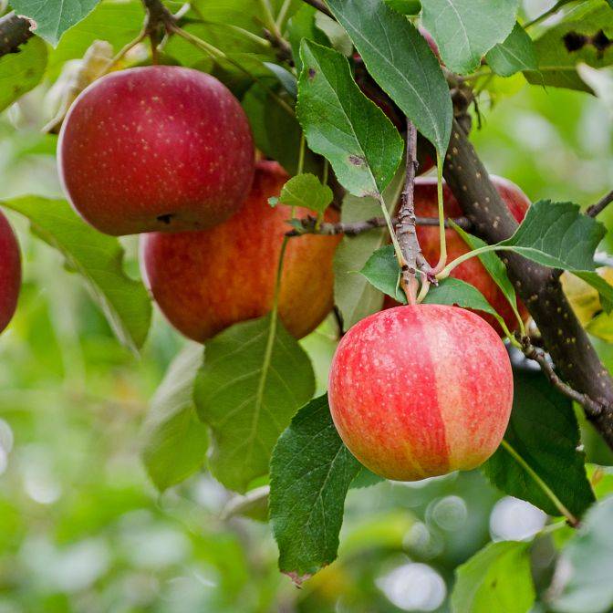 Apple Fruit Plant For Gardening - Naturemart.online