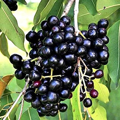 Seddless Jamun Fruit Plant