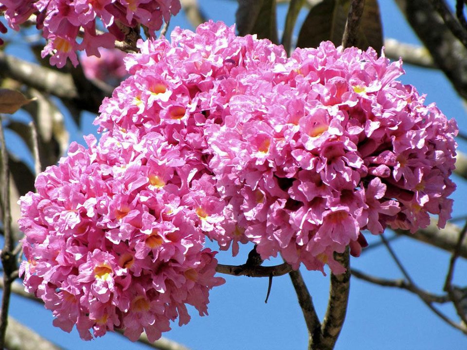 Jacaranda ( pink) Flowers Plants For Home Garden - Naturemart.online