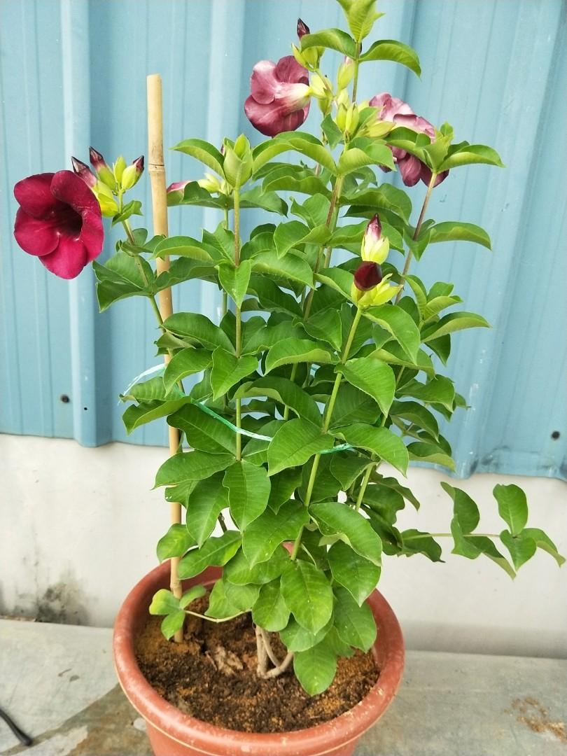 Allamanda Flowers Plant-Red Colour - Naturemart.online