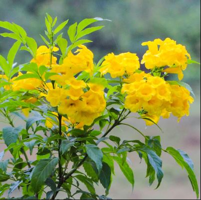 Tecoma-Yellow-Vine Flower Plant - Naturemart.online