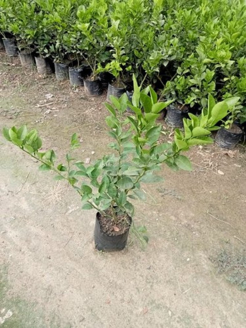 Thai Patti Lemon Fruit Plant - Naturemart.online