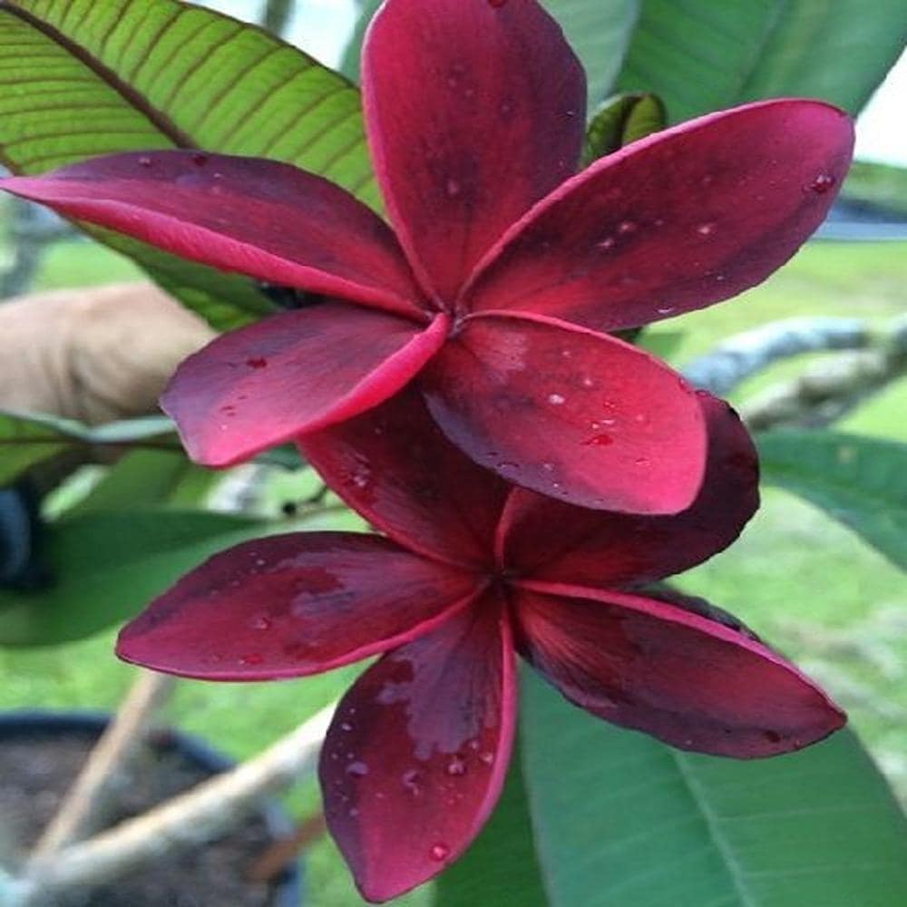 Plumeria/Blood Red | Frangipani Flower  Plant - Naturemart.online