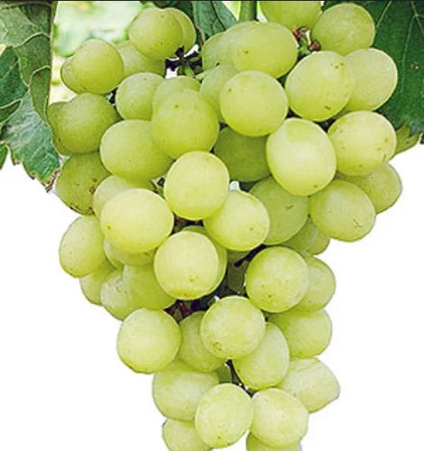Thompson seedless grapes plant