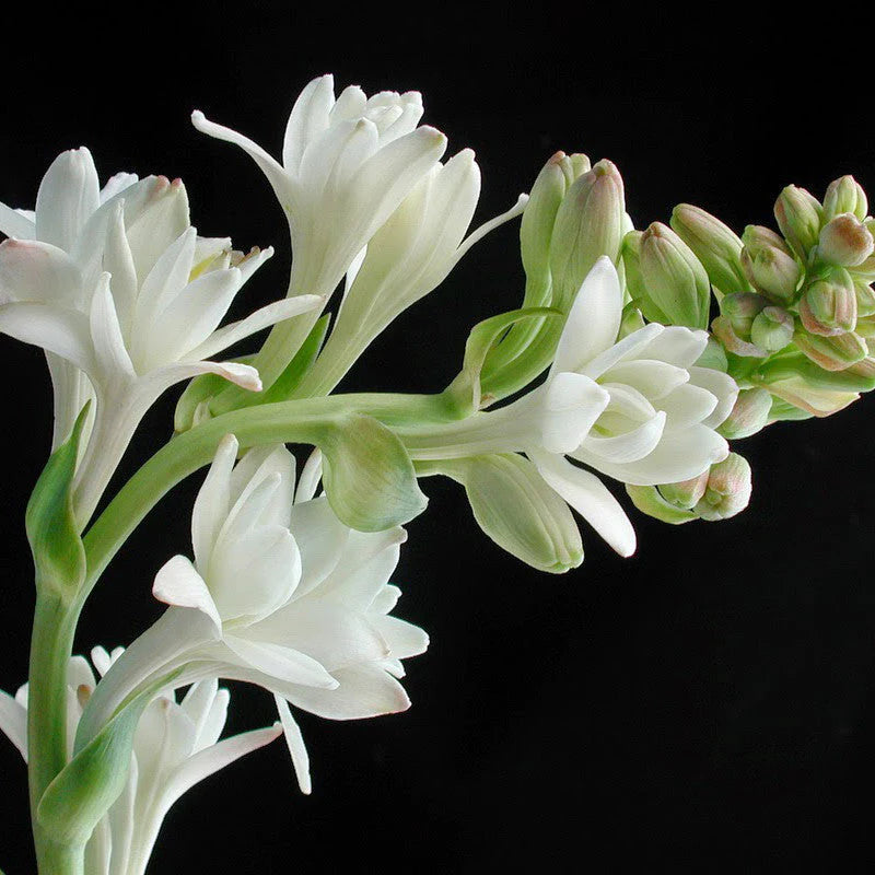 Tuberose/Mexican Tuberose-Seeds- Pack Of 10 - Naturemart.online