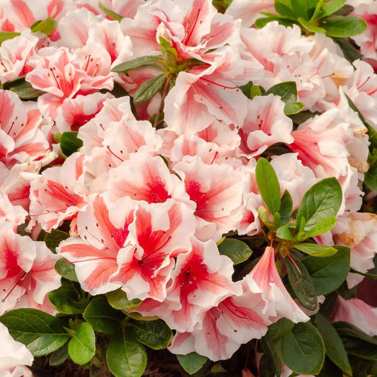 Azalea pink mist flower plant