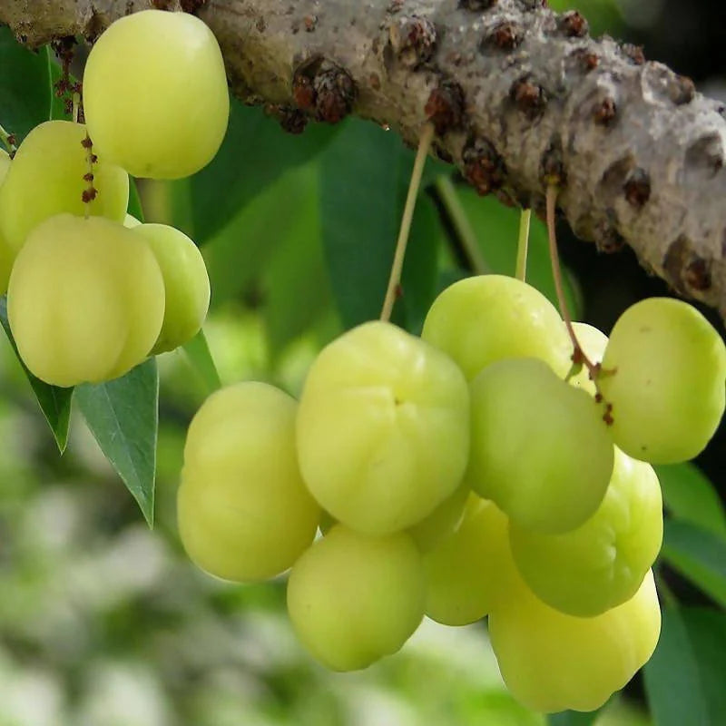 Star Gooseberry/Phyllanthus Acidus- Fruit Plants & Tree