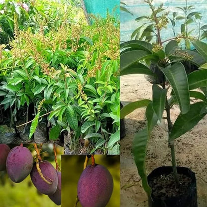 Vietnum Red All Time Mango Plant-Grafted - Naturemart.online