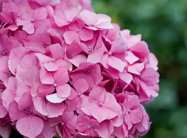 Hybrid Hydrangea Plant For Gardening - Naturemart.online