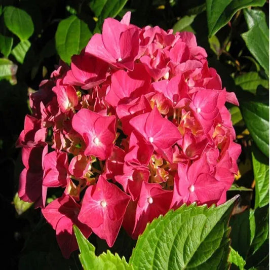 Hybrid Hydrangea Plant For Gardening - Naturemart.online