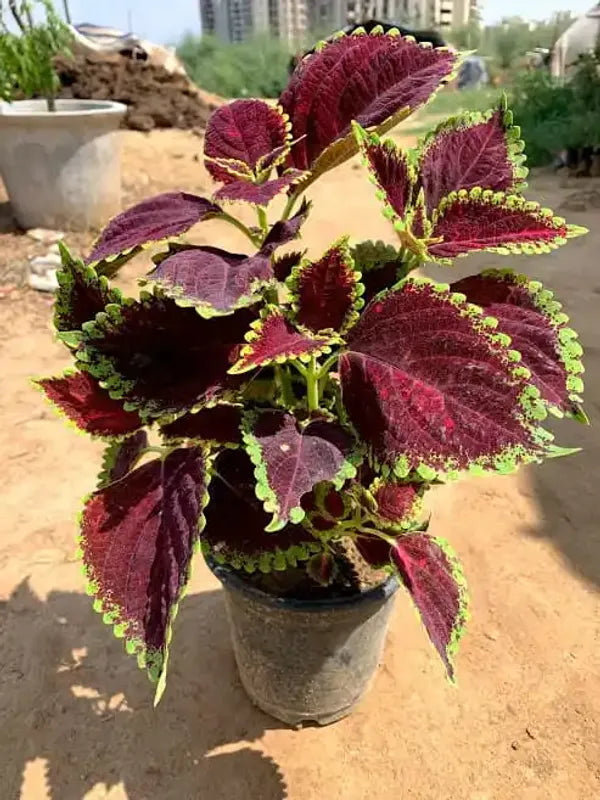 Coleus(maroon green) Flower Plants - Naturemart.online