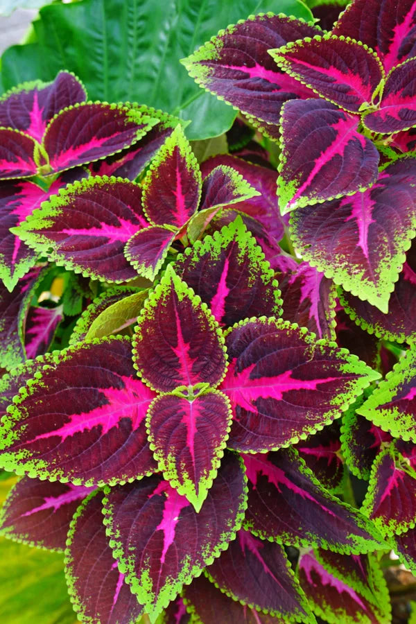 Coleus(maroon green) Flower Plants - Naturemart.online