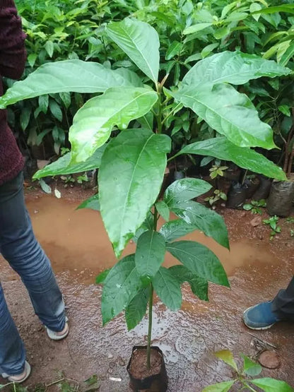 Exotic Grafted Avocado Fruit Plant - Naturemart.online