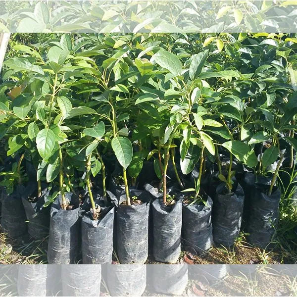 Exotic Grafted Avocado Fruit Plant - Naturemart.online