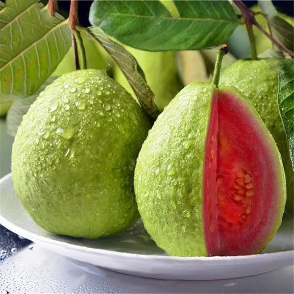 Thai Pink Guava Fruit  Plant - Naturemart.online