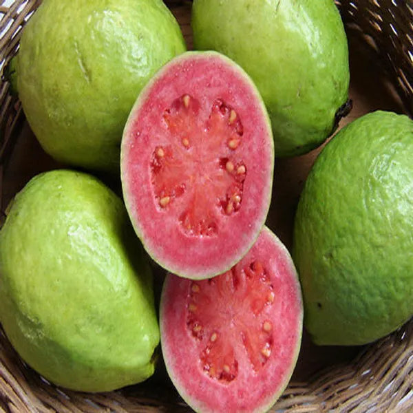 Thai Pink Guava Fruit  Plant - Naturemart.online