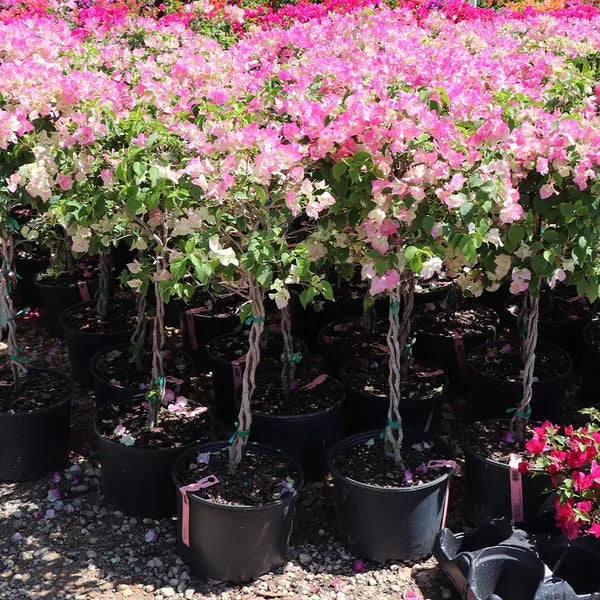 Thai Delight Bougainvillea Flower  Plant - Naturemart.online