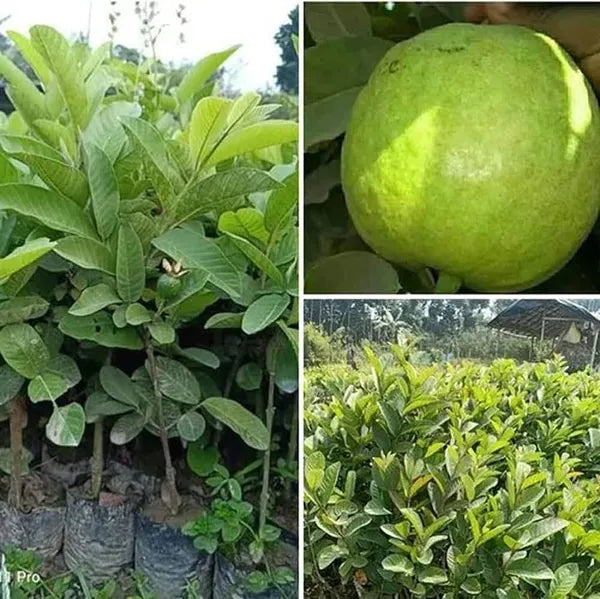 Thai-7 Guava Fruit Plant - Naturemart.online