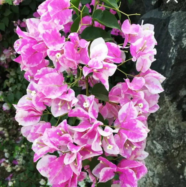 Thai Delight Bougainvillea Flower  Plant - Naturemart.online