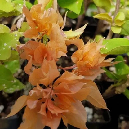 Thai Gold Bougainvallea Flowers  plant - Naturemart.online