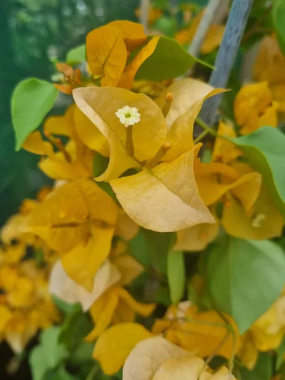 Thai Gold Bougainvallea Flowers  plant - Naturemart.online