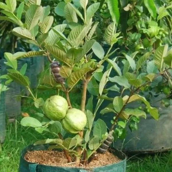 Thai All Time L-40 Guava Plant - Naturemart.online