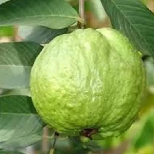 Thai-5 Guava Plant For Gardening - Naturemart.online