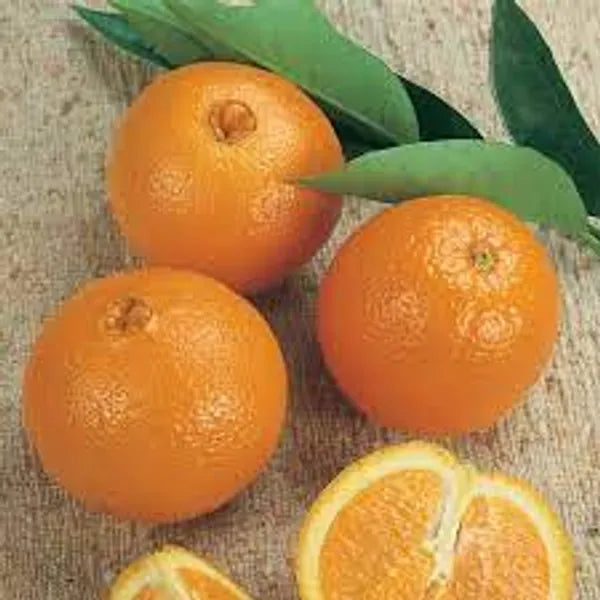 Washington Navel Orange Plant-Grafted - Naturemart.online