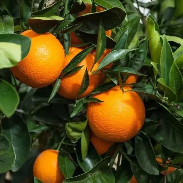 Yellow Malta Orange Plant-Grafted - Naturemart.online