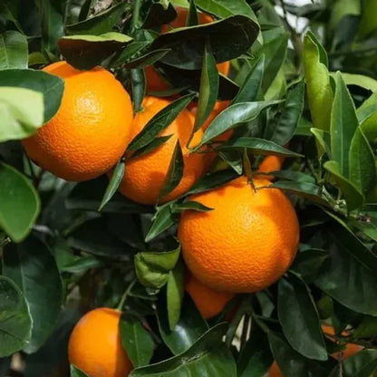 Yellow Malta Orange Plant-Grafted - Naturemart.online