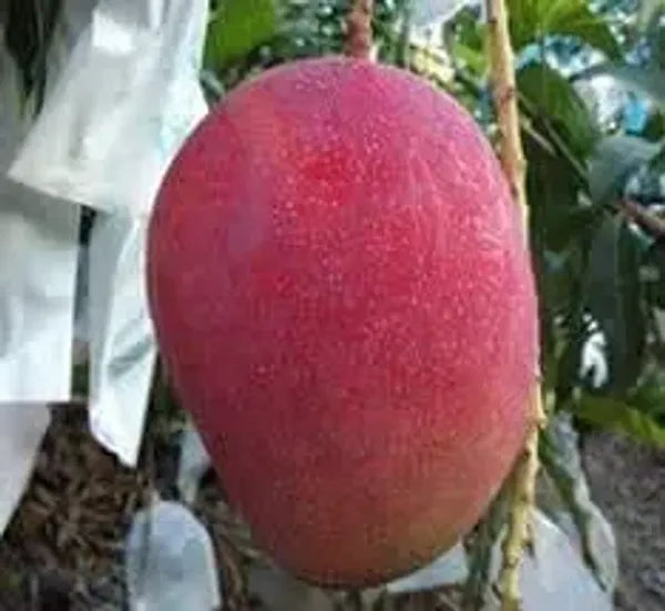 Vietnum Red All Time Mango Plant-Grafted - Naturemart.online