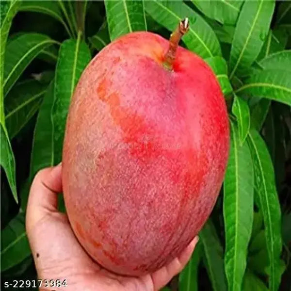 Vietnum Red All Time Mango Plant-Grafted - Naturemart.online