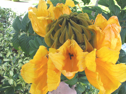 African Tulip Grafted