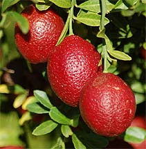 Austrelian Red Lime Fruit Plant