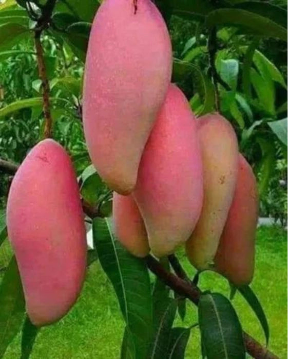 Red Banana Mango Fruit Plant - Naturemart.online