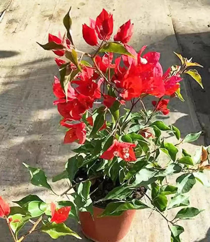 Flame red bougainvillea flowers plant