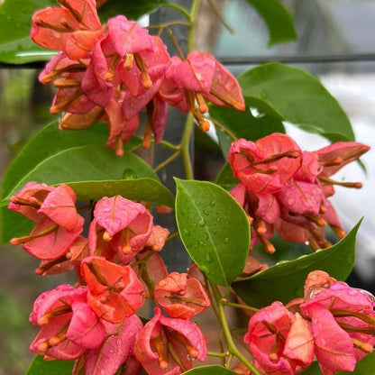 Orange Tanglong Grafted Bougainvillea flower plant