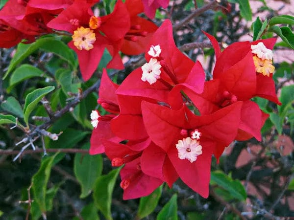 Red Diamond Bougainvillea flower plant