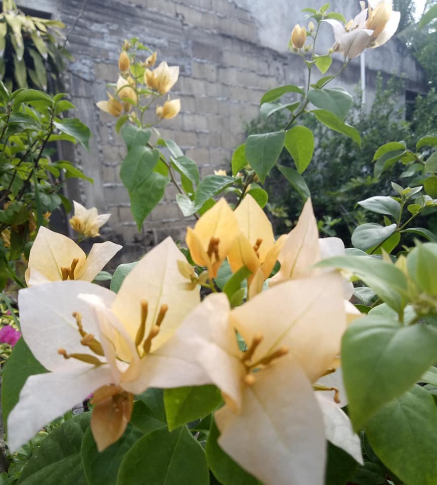 Subarna bougainvillea Flowers Plant For Home Gardening