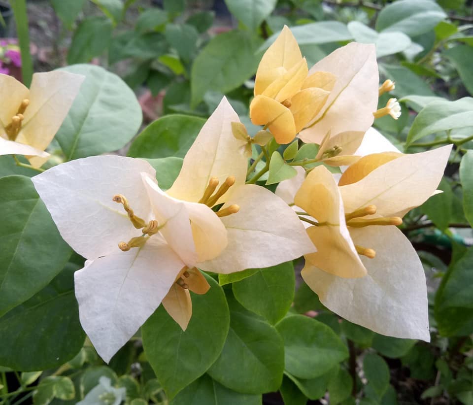 Subarna bougainvillea Flowers Plant For Home Gardening