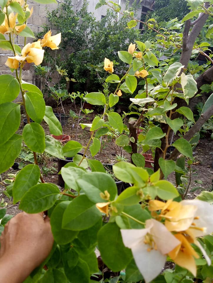 Subarna bougainvillea Flowers Plant For Home Gardening