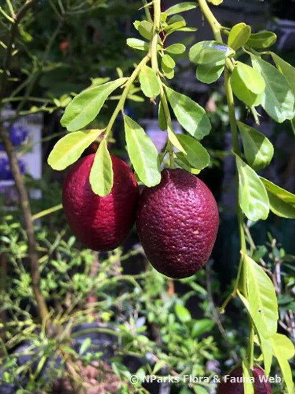 Austrelian Red Lime Fruit Plant