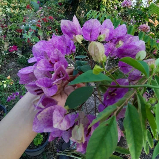 Violet  Tanglong Grafted Bougainvillea flower plant