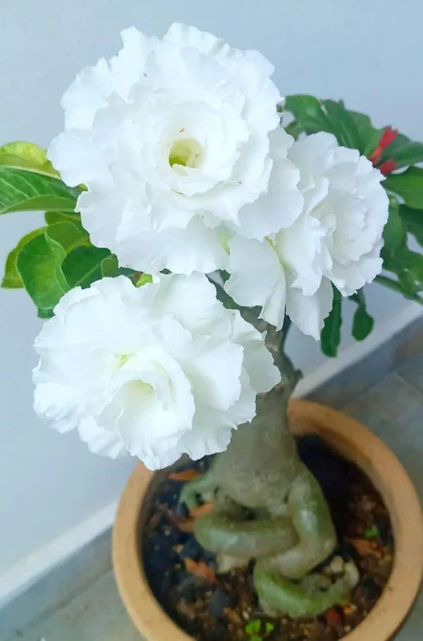 Grafted Rosy Verity Adenium Plant( White Colour )