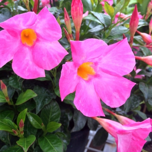 Mandevillea Flowers Plant-Pink Colour - Naturemart.online