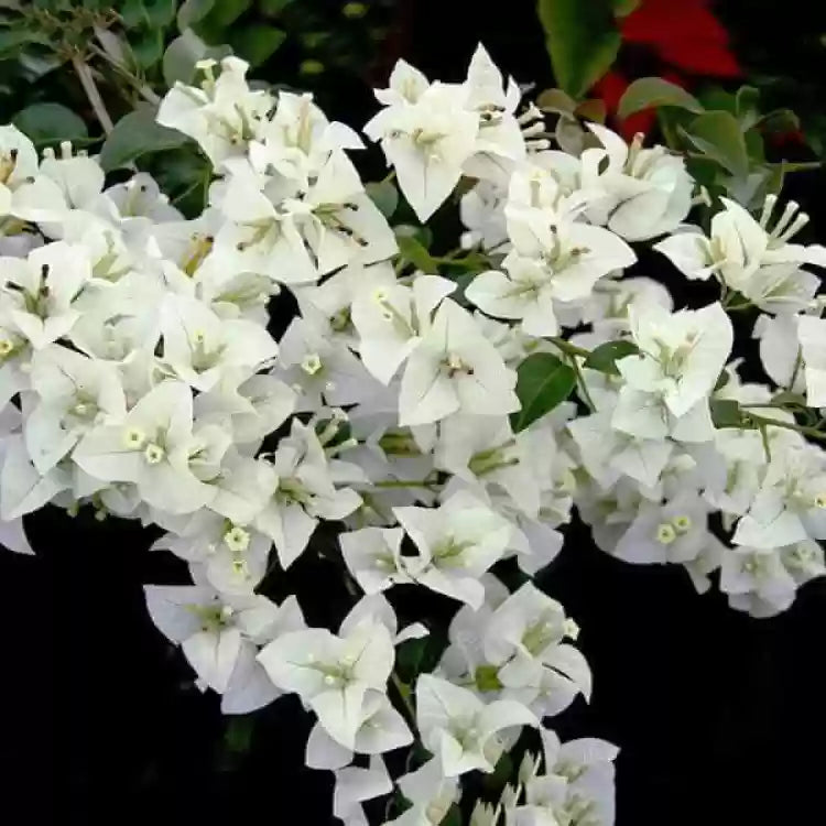 Hybrid Bougainvillea (White) -Flower Plant - Naturemart.online