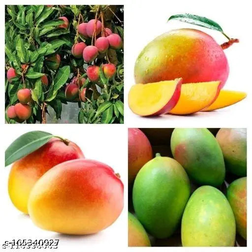 Gulab Khas Mango Plant (Grafted) - Naturemart.online