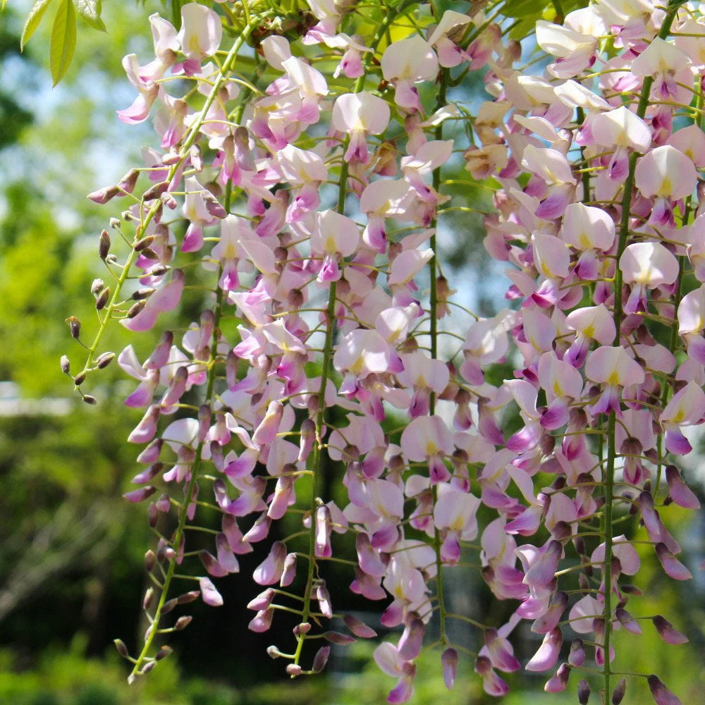 Wisteria Sinensis Flower Plant(Pack of 1)